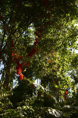 Mucuna novoguineensis