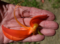 Mucuna novoguineensis