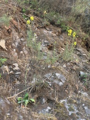 Calceolaria thyrsiflora