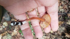 Rhodophana nitellina