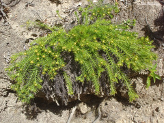Cliococca selaginoides