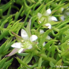 Cliococca selaginoides