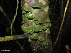 Coenogonium interplexum