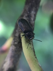 Maoraxia eremita