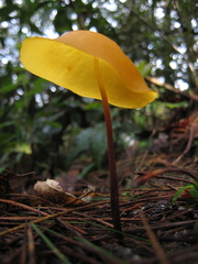 Hymenogloea papyracea