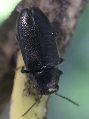 Maoraxia eremita