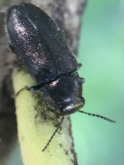 Maoraxia eremita