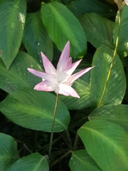 Goeppertia loeseneri