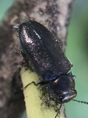 Maoraxia eremita