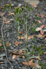 Senecio gunnii