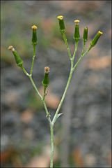 Senecio gunnii
