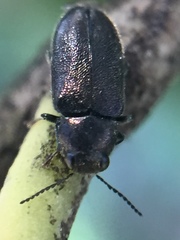 Maoraxia eremita