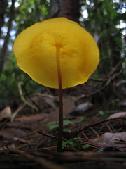 Hymenogloea papyracea