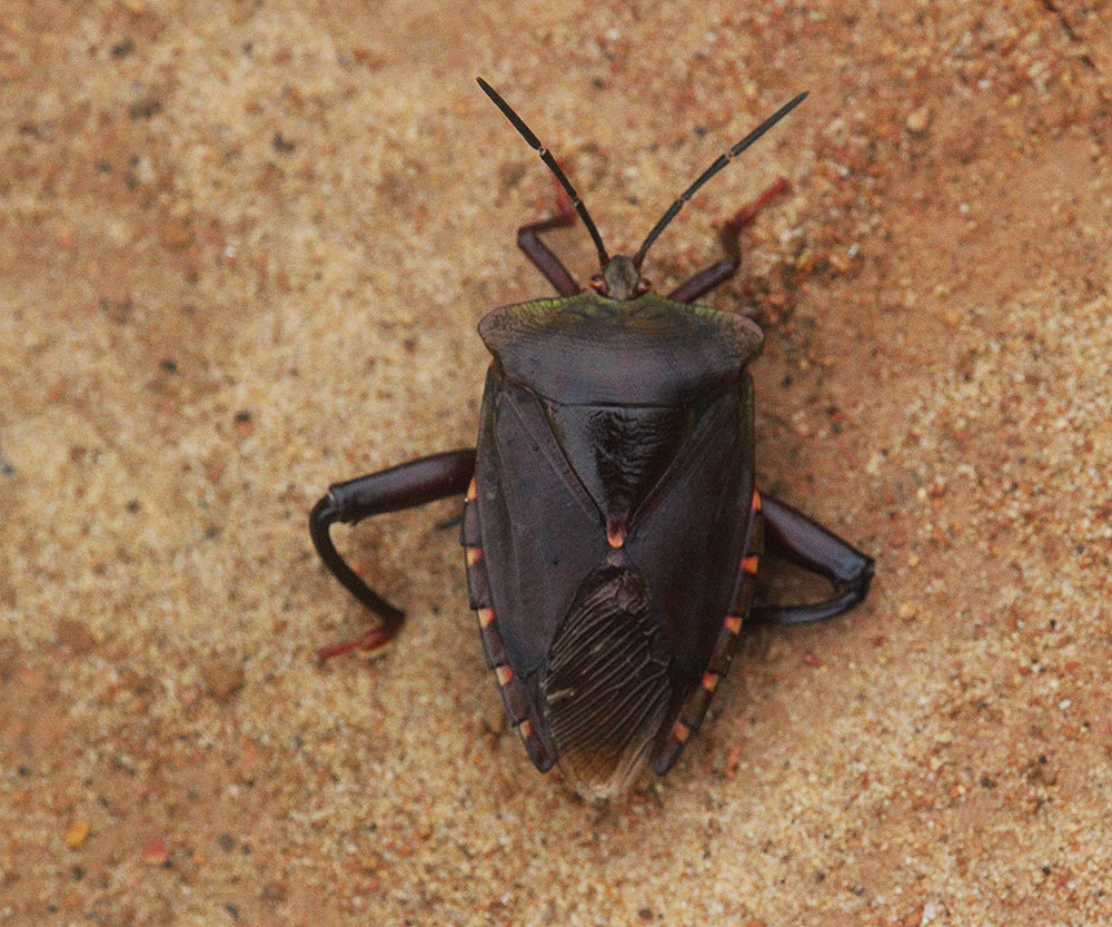 Eusthenes robustus