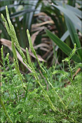 Austrolycopodium fastigiatum