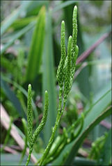 Austrolycopodium fastigiatum