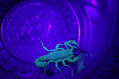 Paravaejovis spinigerus