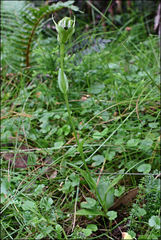 Pterostylis monticola