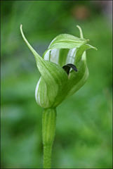 Pterostylis monticola