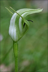 Pterostylis monticola