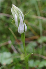Pterostylis monticola