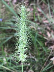Echinopogon caespitosus