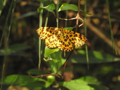 Epobeidia tigrata tigrata