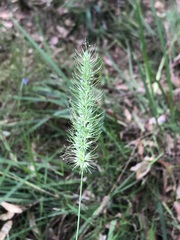 Echinopogon caespitosus