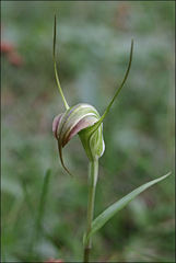 Pterostylis decurva