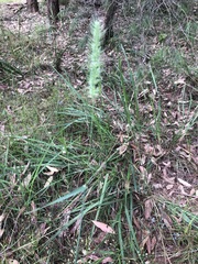 Echinopogon caespitosus