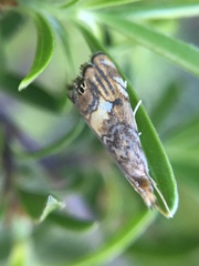 Glaucocharis chrysochyta