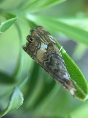 Glaucocharis chrysochyta