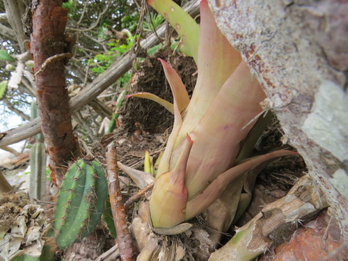 Image of Neoregelia cruenta by (c) Victor Farjalla Pontes, some rights reserved (CC BY)