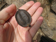 Jacaranda jasminoides