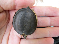 Jacaranda jasminoides