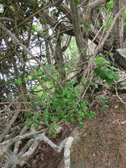 Jacaranda jasminoides