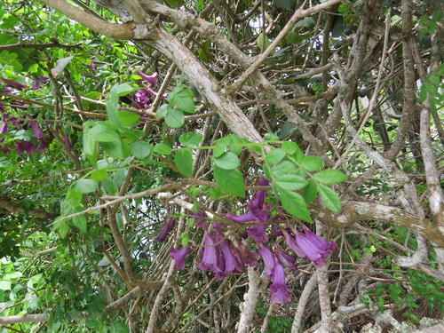 Image of Jacaranda jasminoides by (c) Victor Farjalla Pontes, some rights reserved (CC BY)