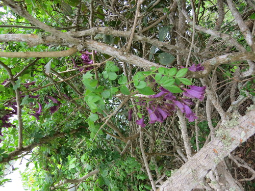 Image of Jacaranda jasminoides by (c) Victor Farjalla Pontes, some rights reserved (CC BY)