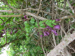 Jacaranda jasminoides