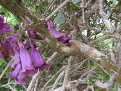 Jacaranda jasminoides