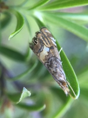 Glaucocharis chrysochyta