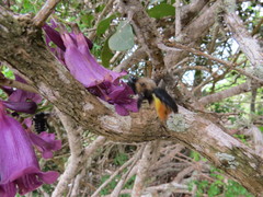 Jacaranda jasminoides