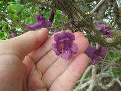 Jacaranda jasminoides