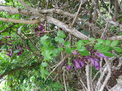 Jacaranda jasminoides
