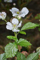 Rubus humistratus