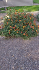 Lantana
