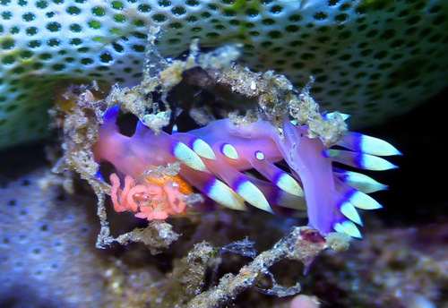 Desirable Flabellina — seen at this dive site