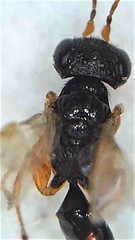 Anteon caledonianum