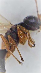 Anteon caledonianum