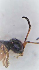 Anteon caledonianum